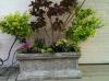 Photo for Powerful Plants: Medicinal Plants For Your Home or Garden