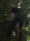 Photo for Looking for the Tree Surgeon in Wool