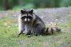 Photo for SOS Wildlife Services