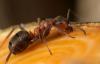 Photo for Tim's Pest Control, Llc