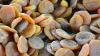 Photo for Dried Apricots Market Report 2018