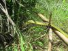 Photo for Sunshine Coast Snake Catcher