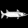 Photo for Barracuda Taphouse & Grill