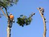 Photo for Acadian Tree Removal and Stump Services,LLC