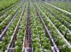 Photo for Global Smart Irrigation Market 2025: Industrial Forecast and Trends