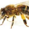 Photo for Green Gem Pest Management