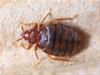 Photo for Pinnacle Pest Management LLC