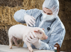 Photo for Global Swine Vaccines Market Forecast to 2023