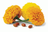 Photo for Lutein Market Analysis and In-Depth Research On Market Dynamics, Trends, Emerging Growth Factors and Forecasts to 2024