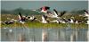 Photo for Keoladeo Ghana National Park