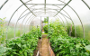 Photo for Global Greenhouse Horticulture Market Forecast to 2023
