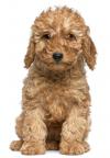 Photo for Angel Wings Pet Service LLC