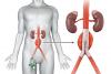 Photo for Endovascular Aneurysm Repair (EVAR) Market – Global Opportunity Analysis, 2017-2025