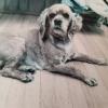 Photo for Pretty Ribbons Dog Grooming Salon