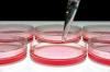 Photo for In-Vitro Cancer Diagnostics Market 2015–2021: Global Major Key players Bio-Rad Laboratories, Inc., Sysmex Corporation, and bioMérieux