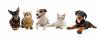 Photo for Pawsh Wash Pet Grooming