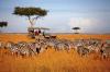 Photo for 15 Days Discover Kenya Tanzania Tour