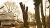 Photo for Are you Looking for the Best Tree Surgeon in Harrogate