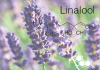Photo for Global Linalool Market Forecast to 2023