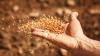 Photo for EMEA (Europe, Middle East and Africa) Wheat Seeds Market Report 2018