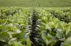 Photo for Fungicides Market status Top Companies, Growth Factors, Technology & Innovation Trends by 2023