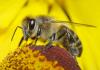 Photo for On The Go Pest Services