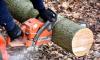 Photo for Southern Maryland Fellers Tree Service