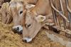 Photo for Cattle Feed market’s analysis by segments and sub-segments | Fact about healthy growth in this market