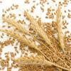 Photo for Global Wheat Protein Market Plying for Significant Growth During 2022.