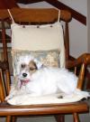 Photo for Are you Looking for the Best Dog Walker in Croydon