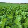 Photo for Agricultural Adjuvants Market: Global Industry Analysis, Size, Share, Growth, Trends, and Forecasts 2016–2024