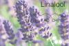 Photo for Global Linalool Market Forecast to 2023