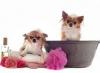 Photo for Pet Spa Katy TX