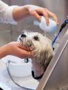 Photo for Are you looking for the best Dog Grooming services in Fitzrovia