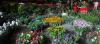Photo for Consumer Floriculture Market Global Trends, Business Strategies and Opportunities with Key Players Analysis 2025