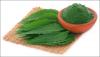 Photo for Asia Pacific Region Vies with Other for the Title of World’s biggest Neem Extract Market