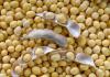 Photo for Soy Lecithin Market Challenges and Outlook 2025