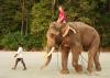 Photo for An Ideal and Best Elephant Safari for Elephant Riding in India