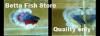 Photo for BETTA FISH STORE BETTA FISH FOR SALE