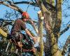 Photo for All Pro Tree Services
