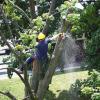 Photo for Timberlake’s Tree Service Chesapeake