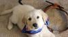 Photo for Heather's Top Dog Boarding Waterford