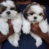 Photo for PETS at YOUR DOORSTEP in Hyderabad