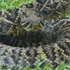 Photo for Critter Control of Southwest Florida