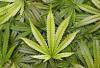 Photo for Search Marijuana Dispensary Online in California