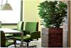 Photo for Office Plants