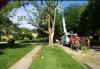 Photo for Eugene Tree Service
