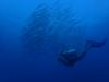 Photo for Dive Indonesia