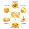 Photo for Global Cytokines Market Forecast to 2023