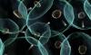 Photo for Biophotonics Market Key Players, Industry Overview and Consumption Demand Analysis to 2023